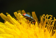 Clanoptilus spinipennis