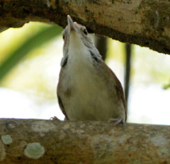 Thryophilus rufalbus