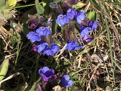 Pulmonaria collina