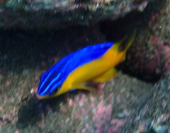 Cape Damsel photo 2