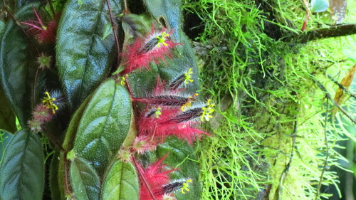 Columnea minor