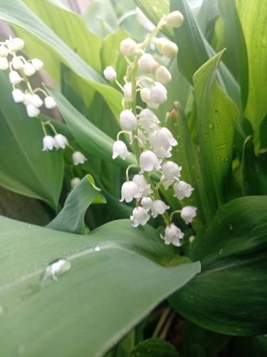 European lily of the valley