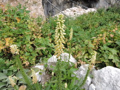 Digitalis micrantha
