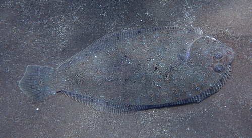 Guinese bot (Syacium guineensis) — Paralichthyidae — 5