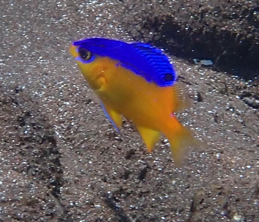 Cape Damsel
