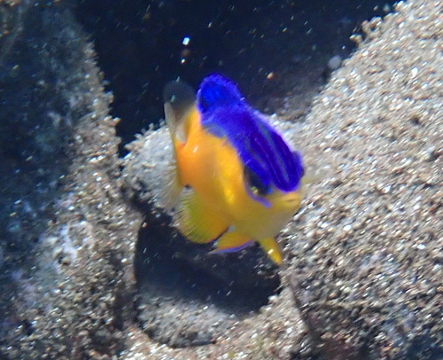 Cape Damsel (Similiparma hermani)