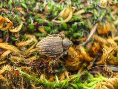 Hypera striata