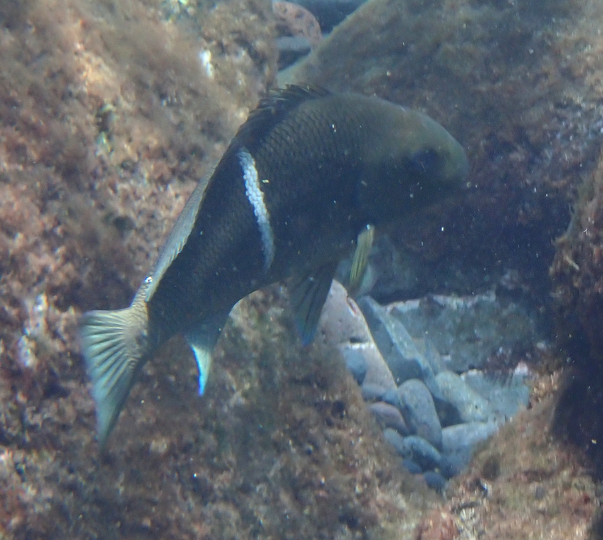 Cape Verde Nibbler photo 4