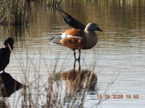 iNaturalist image