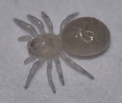 Araneae