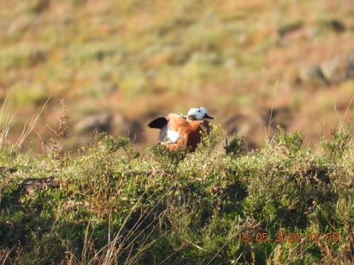 iNaturalist: (c) Ritu, some rights reserved (CC BY-NC), uploaded by Ritu iNaturalist image