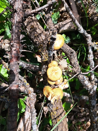 Spring Polypore