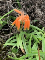Aloe nubigena