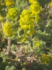 Cruciata taurica