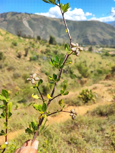 Kageneckia lanceolata