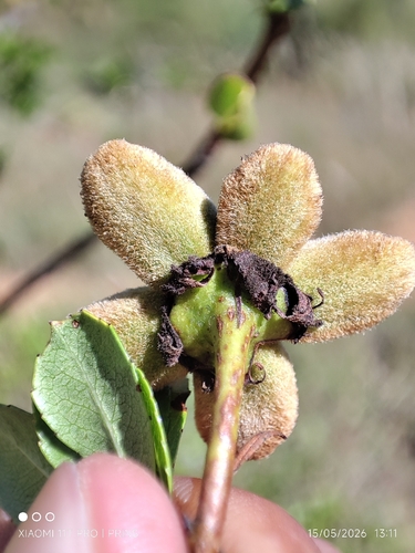 Kageneckia lanceolata, photograph 4