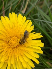 Halictus