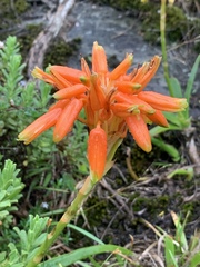 Aloe nubigena