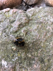Bombus terrestris