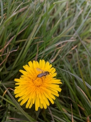 Halictus