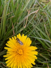 Halictus