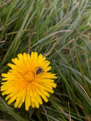 Halictus