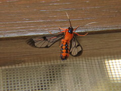 Cosmosoma sectinota