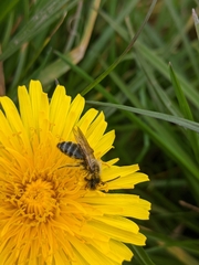 Halictus