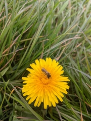 Halictus