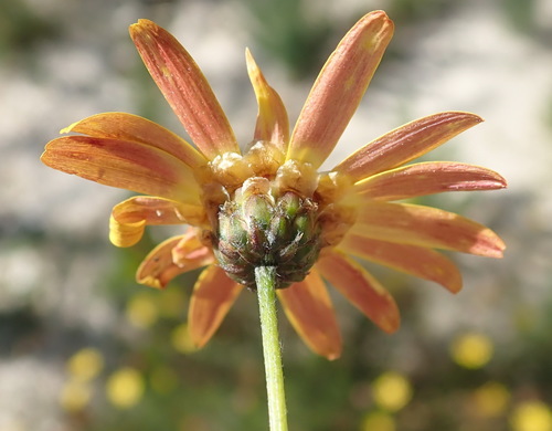 Image of Ursinia heterodonta by (c) Nicola van Berkel, some rights reserved (CC BY-SA)