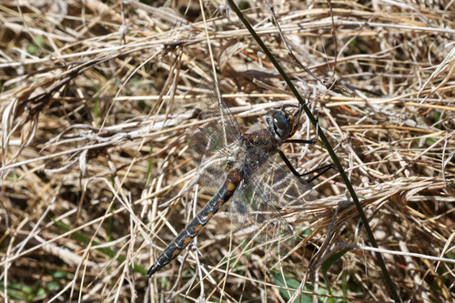 Robust Baskettail photo 2
