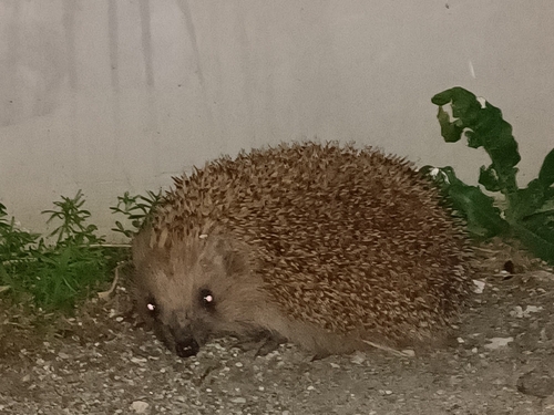 Northern White-breasted Hedgehog