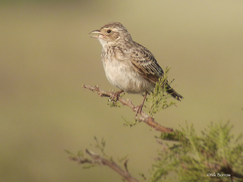 Singing Bushlark