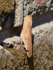 Humbe tenuicornis