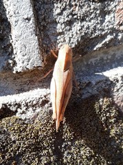 Humbe tenuicornis