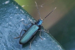 Ischnomera cinerascens