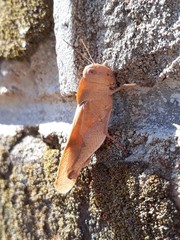 Humbe tenuicornis