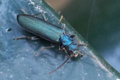 Ischnomera cinerascens