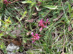 Astragalus monspessulanus monspessulanus