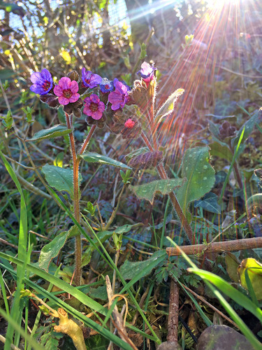 Pulmonaria officinalis