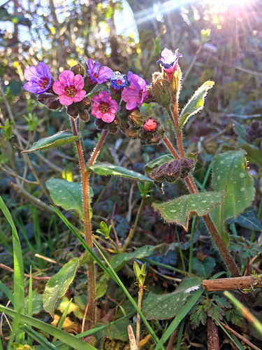 Pulmonaria officinalis
