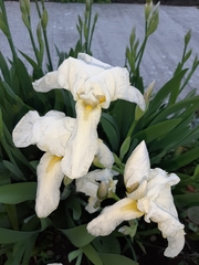 Iris