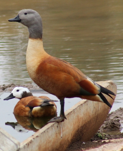 iNaturalist image