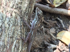 Anolis taylori
