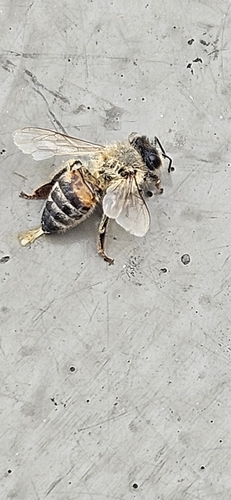 Western Honey Bee