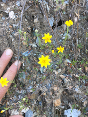 Pseudobahia heermannii