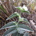 Leatherleaf Spiderwort - Photo (c) Leticia Soriano Flores, some rights reserved (CC BY-NC), uploaded by Leticia Soriano Flores