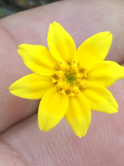 Pseudobahia heermannii