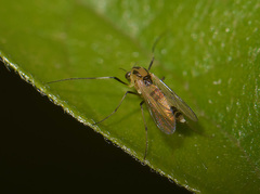 Diptera