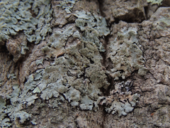 Hypotrachyna showmanii